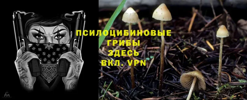 где купить наркоту  omg зеркало  Псилоцибиновые грибы Psilocybe  Урюпинск 